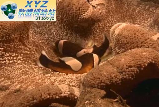 天才寶貝熊 Baby Genius 音樂成就不同 水下冒險 Underwater Adventures 01-04集(幼兒教學)(適用任何家用DVD播放機)(DVD版)